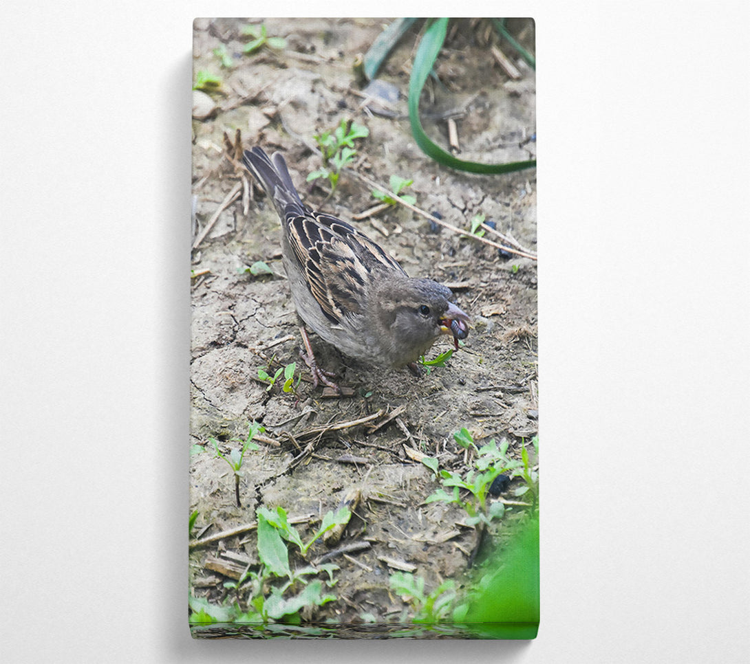  A Canvas Print of Brown Sparrow'S Bounty Canvas Art
