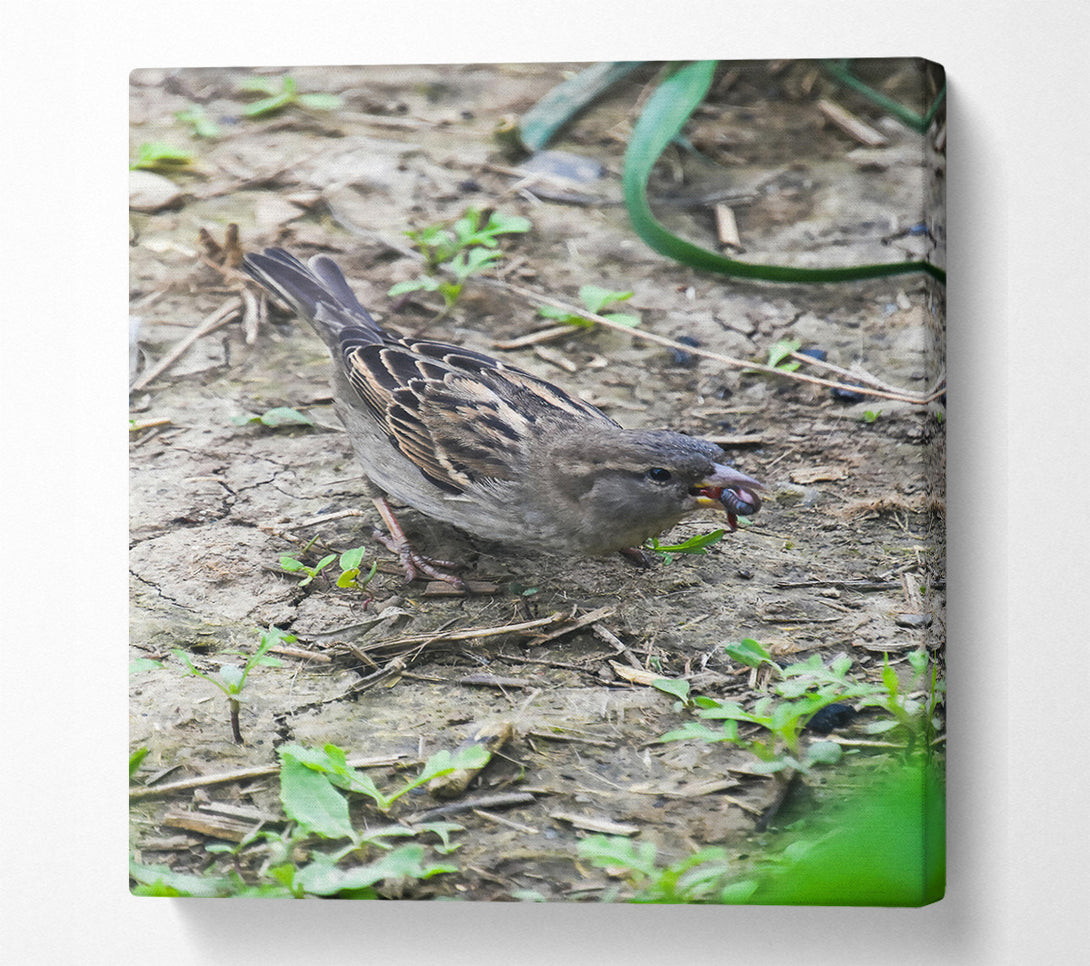  A Canvas Print of Brown Sparrow'S Bounty Canvas Art