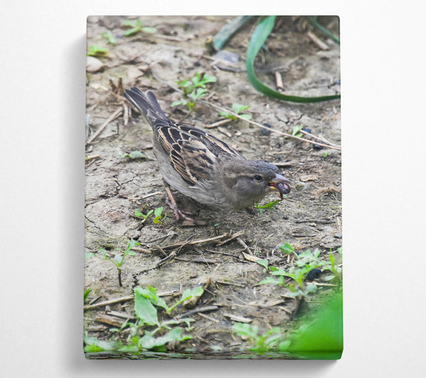  A Canvas Print of Brown Sparrow'S Bounty Canvas Art