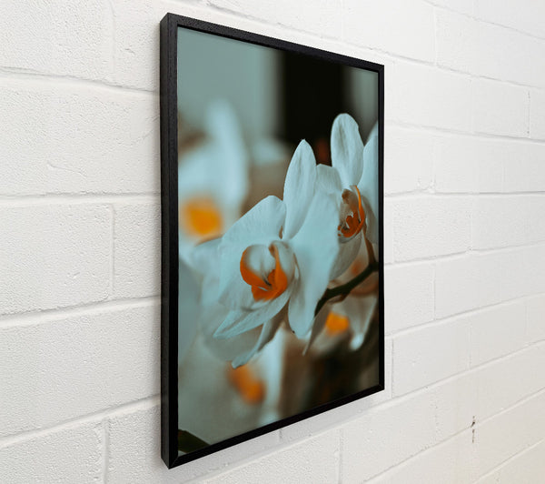 White Orchid Bloom