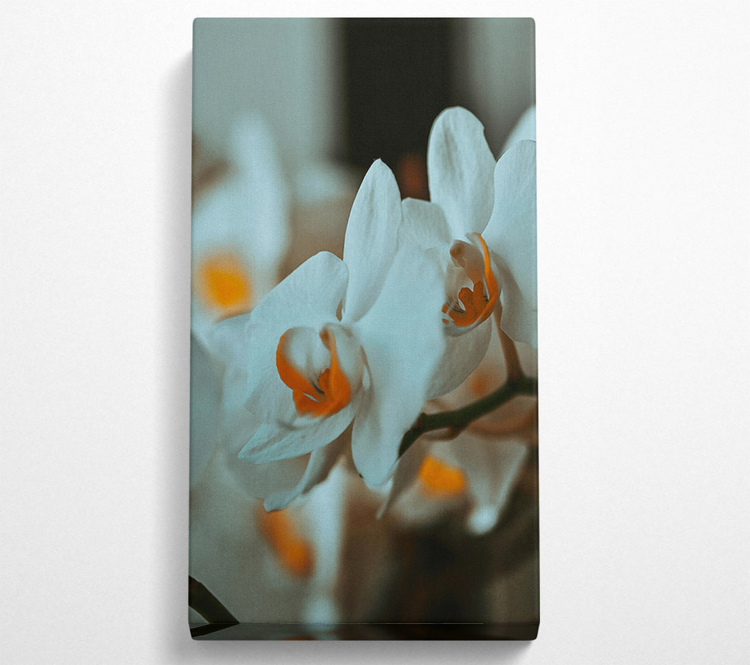  A Canvas Print of White Orchid Bloom Canvas Print