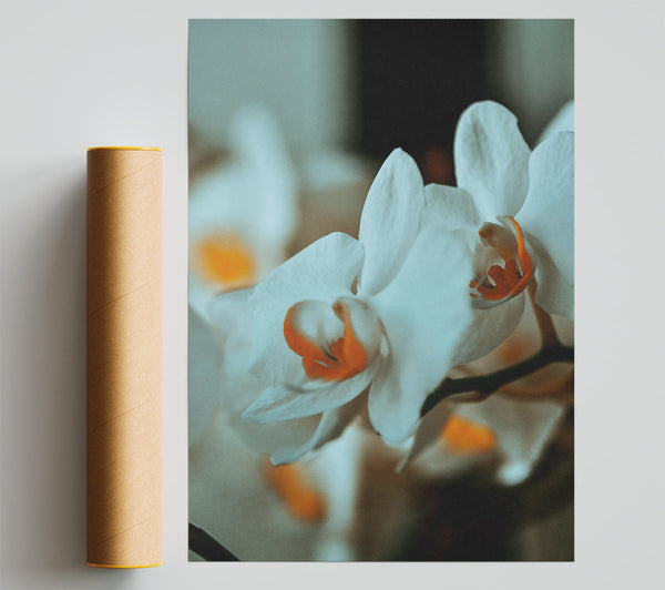 White Orchid Bloom Giclee Print