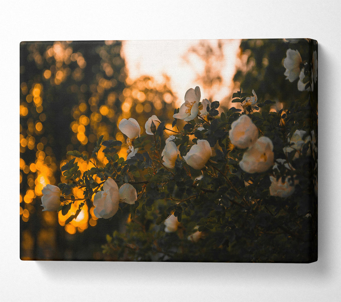  A Canvas Print of Golden Hour Blooms Canvas Art