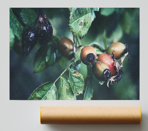 Green And Red Rose Hips Print