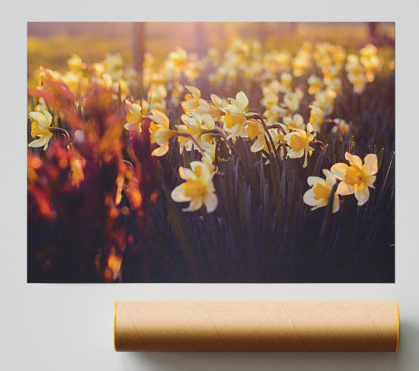Golden Sunlit Daffodils Poster