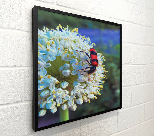 White Bloom And Red Bug