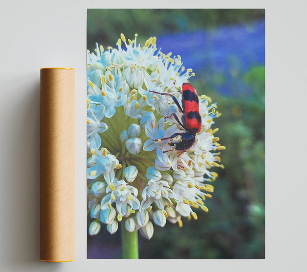 White Bloom And Red Bug Poster