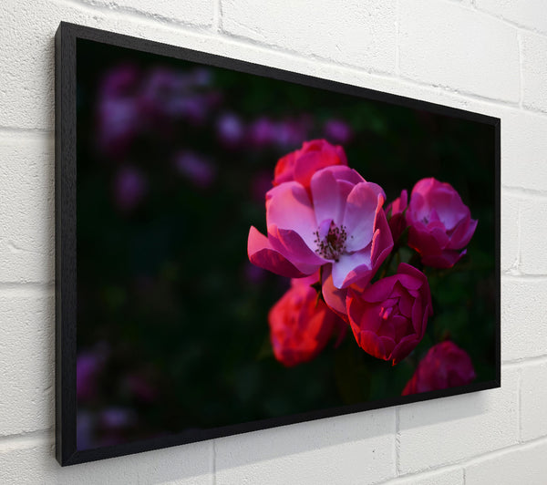 Pink Rose Bloom