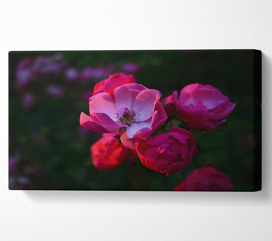  A Canvas Print of Pink Rose Bloom Canvas Art
