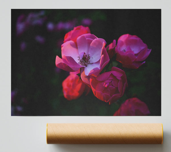 Pink Rose Bloom Poster