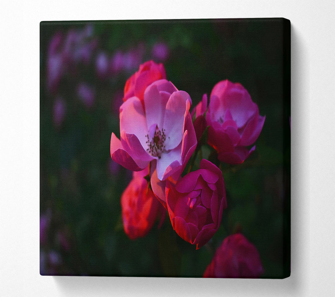  A Canvas Print of Pink Rose Bloom Canvas Art