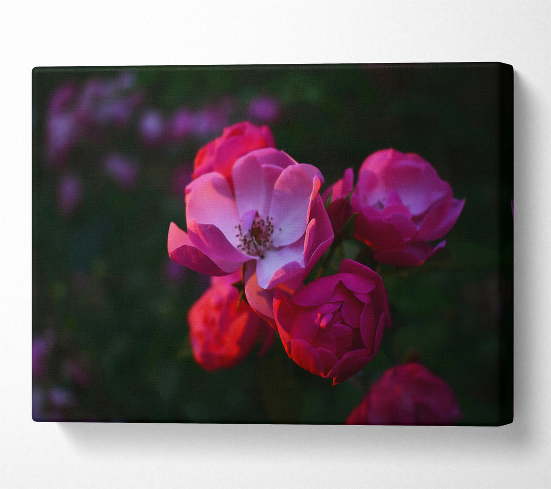  A Canvas Print of Pink Rose Bloom Canvas Art