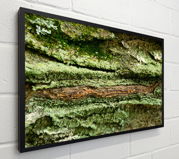 Green Bark Texture