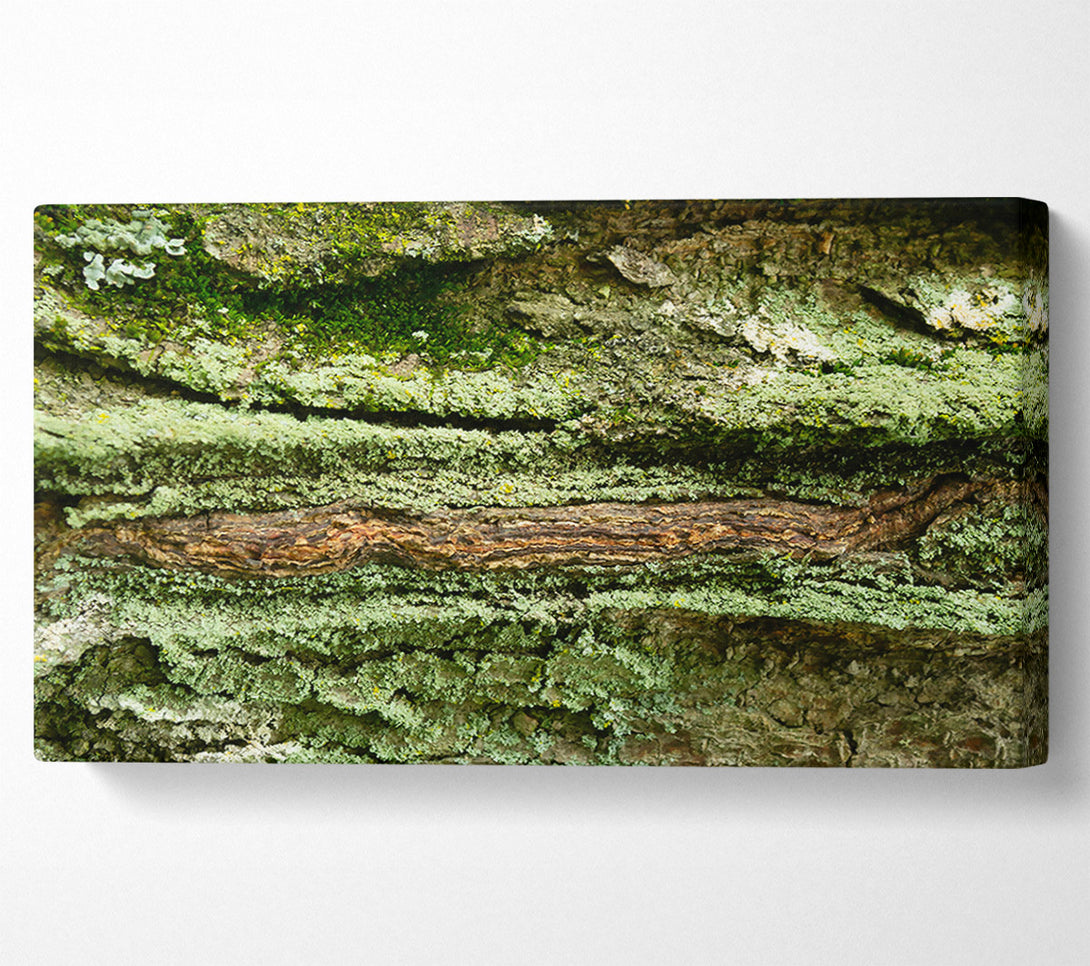  A Canvas Print of Green Bark Texture Canvas Print