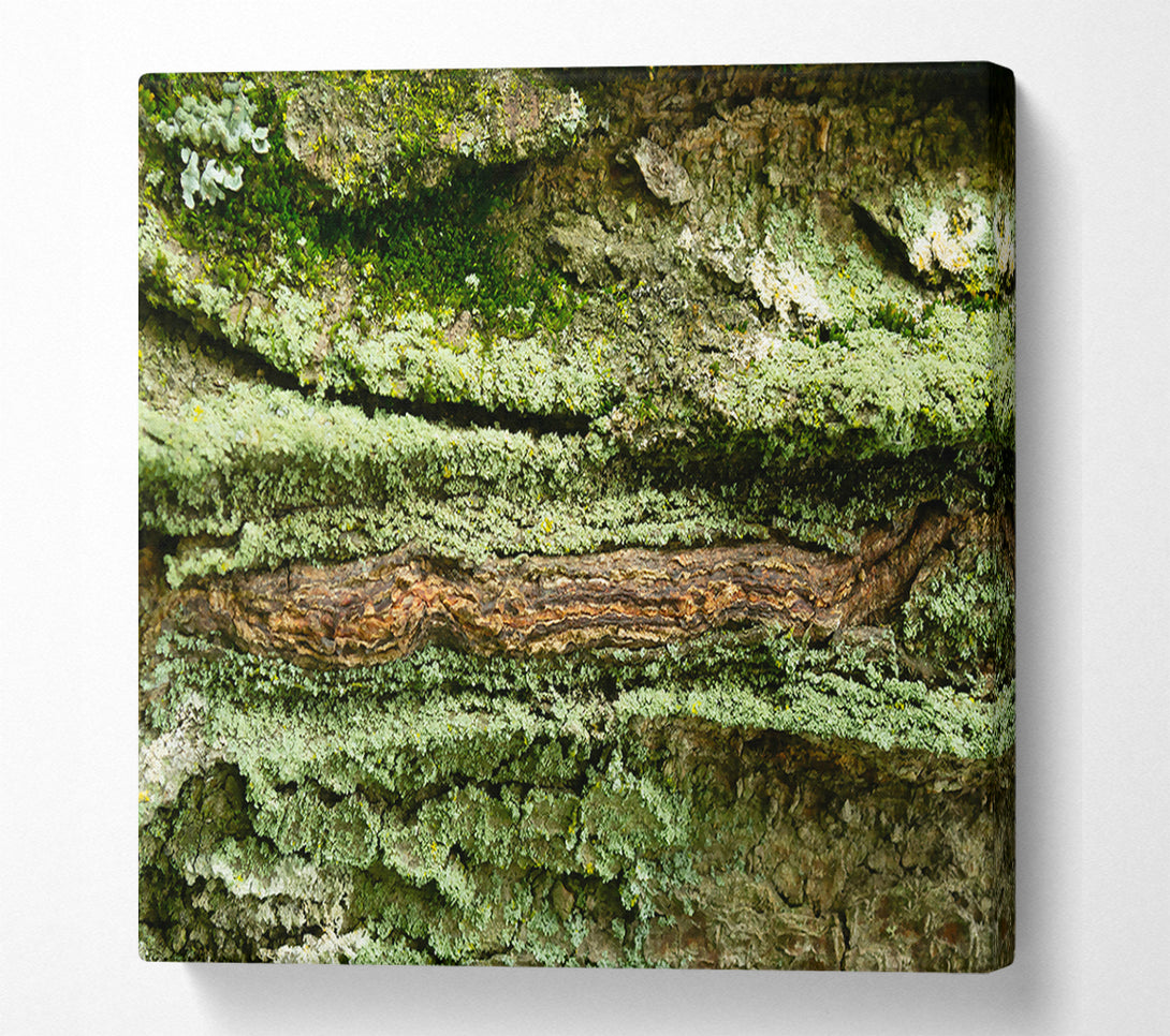  A Canvas Print of Green Bark Texture Canvas Print