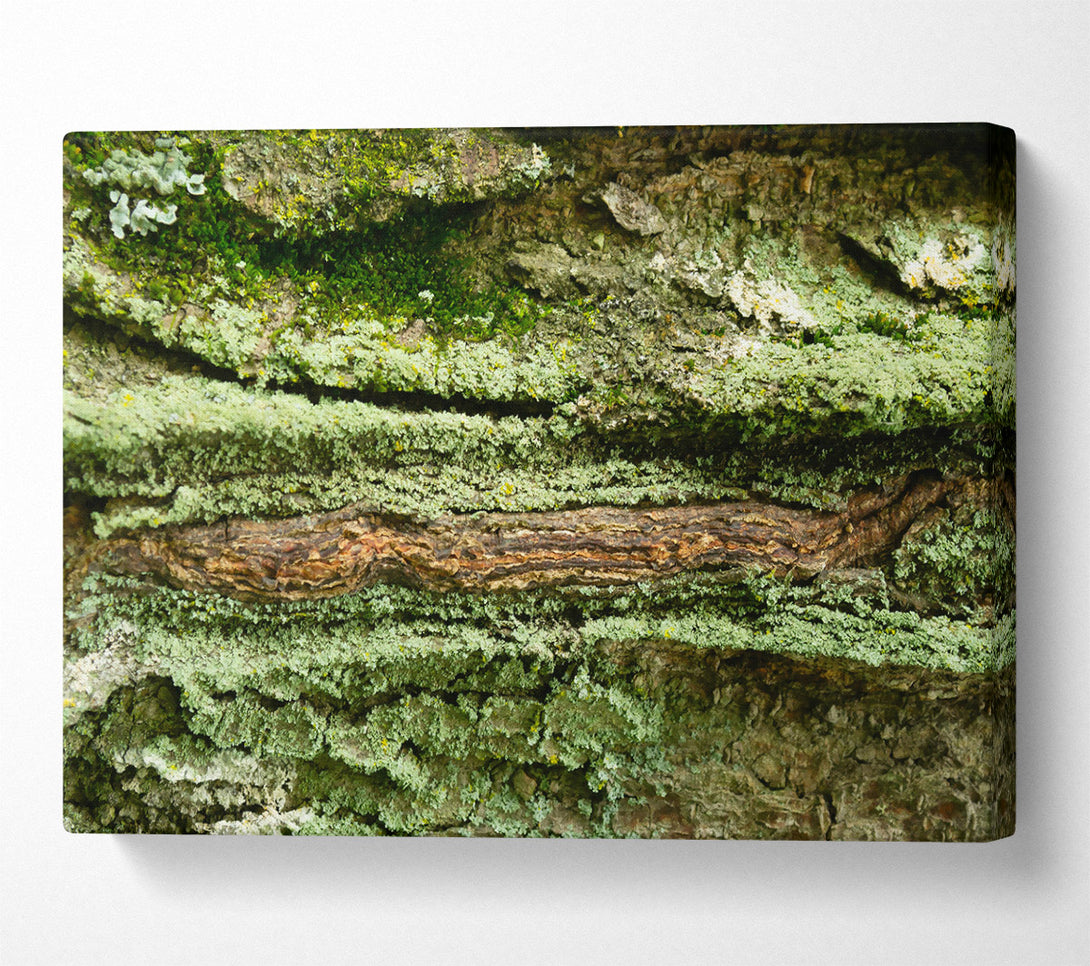  A Canvas Print of Green Bark Texture Canvas Print