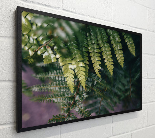Emerald Fern Fronds