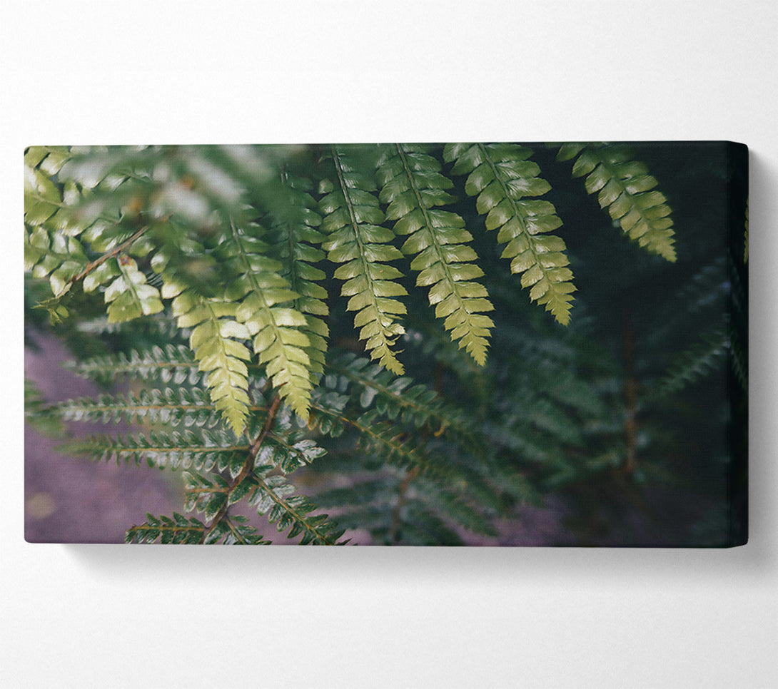  A Canvas Print of Emerald Fern Fronds Canvas Art