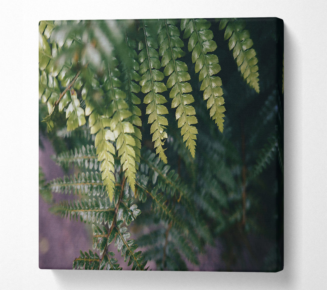  A Canvas Print of Emerald Fern Fronds Canvas Art