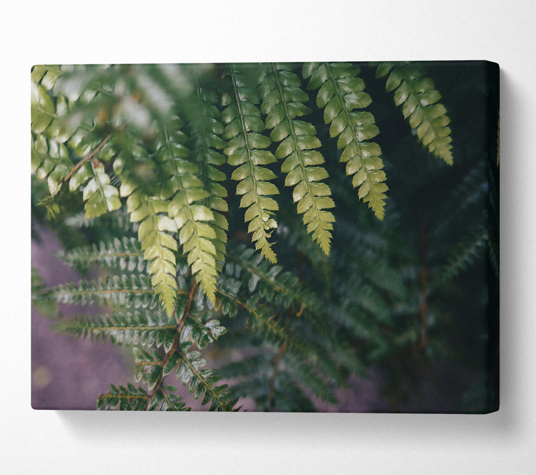  A Canvas Print of Emerald Fern Fronds Canvas Art