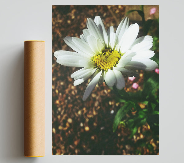 White Daisy Bloom Poster