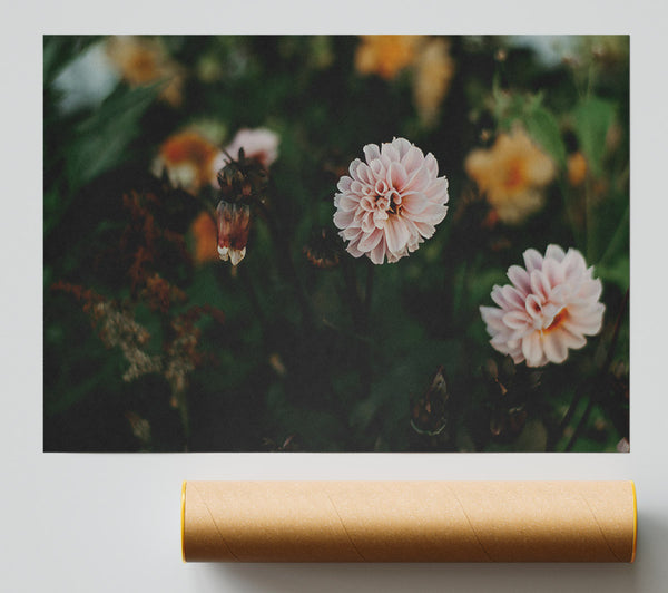Pink Bloom In The Garden Print