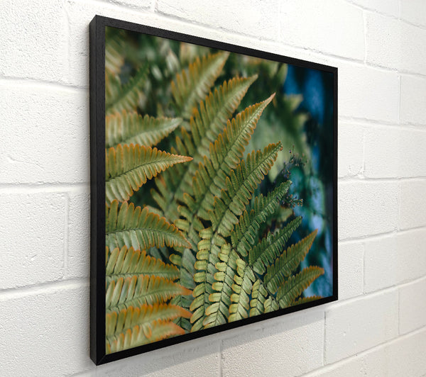 Golden Green Ferns
