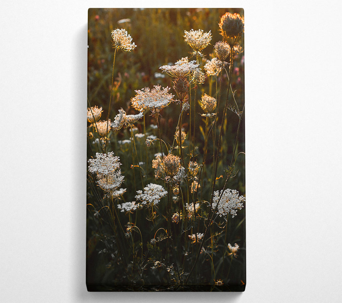  A Canvas Print of Golden Hour Blooms Canvas Art