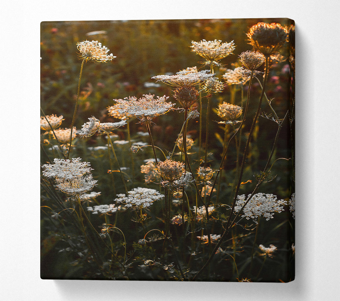  A Canvas Print of Golden Hour Blooms Canvas Art
