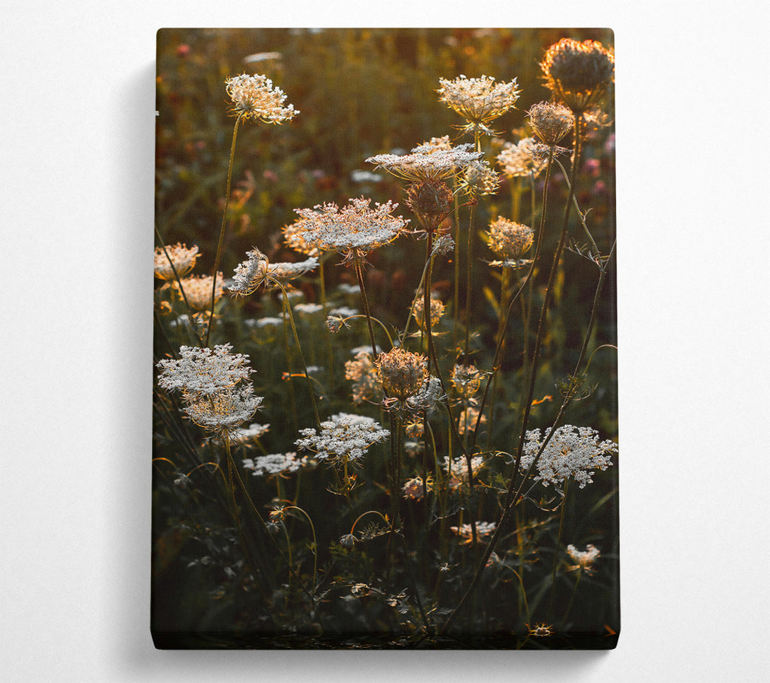  A Canvas Print of Golden Hour Blooms Canvas Art