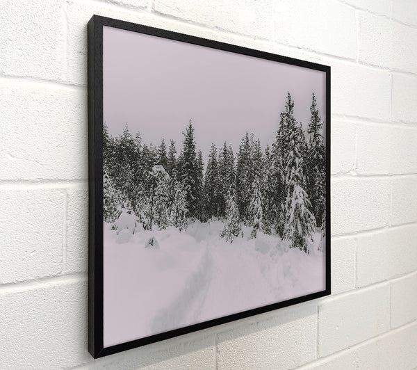 White Pines In Winter