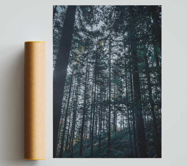 Emerald Forest Shadows Poster