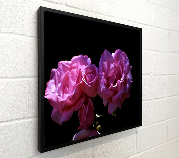 Pink Rose Duet