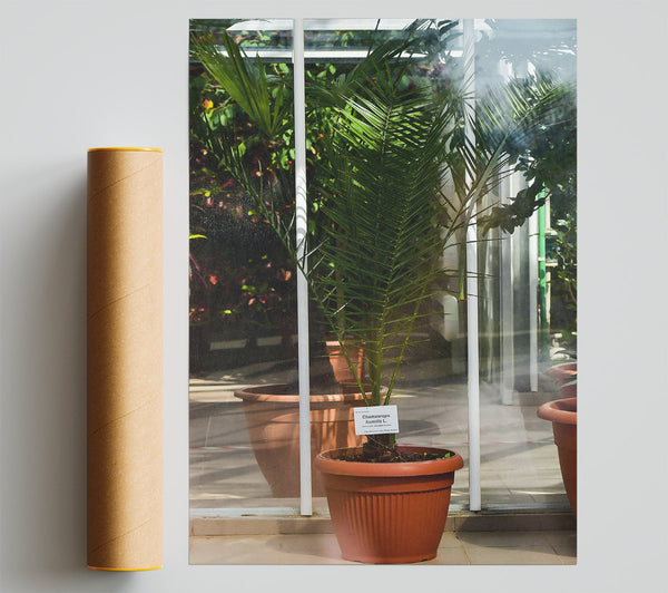 Terracotta Palm Sprout Giclee Print