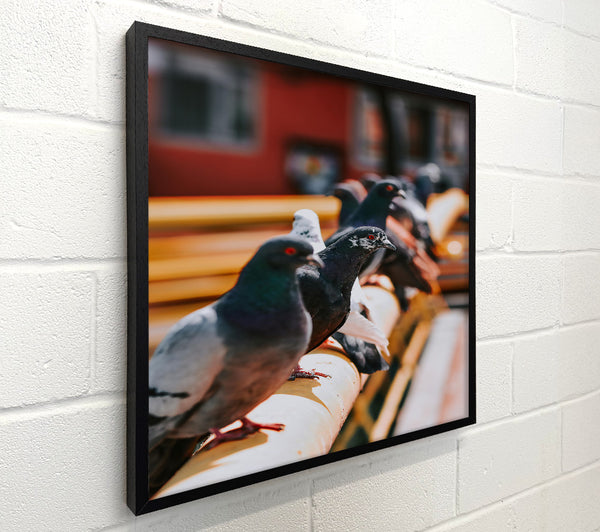 Yellow City Pigeons