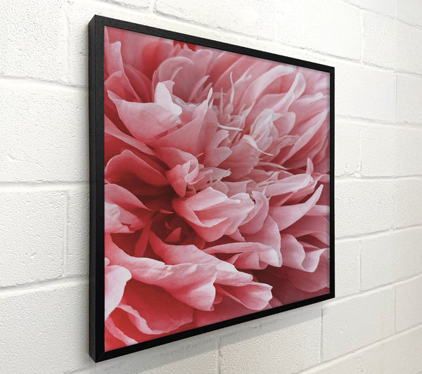 Blush Petal Embrace