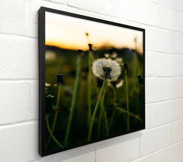 Green Field Dandelion