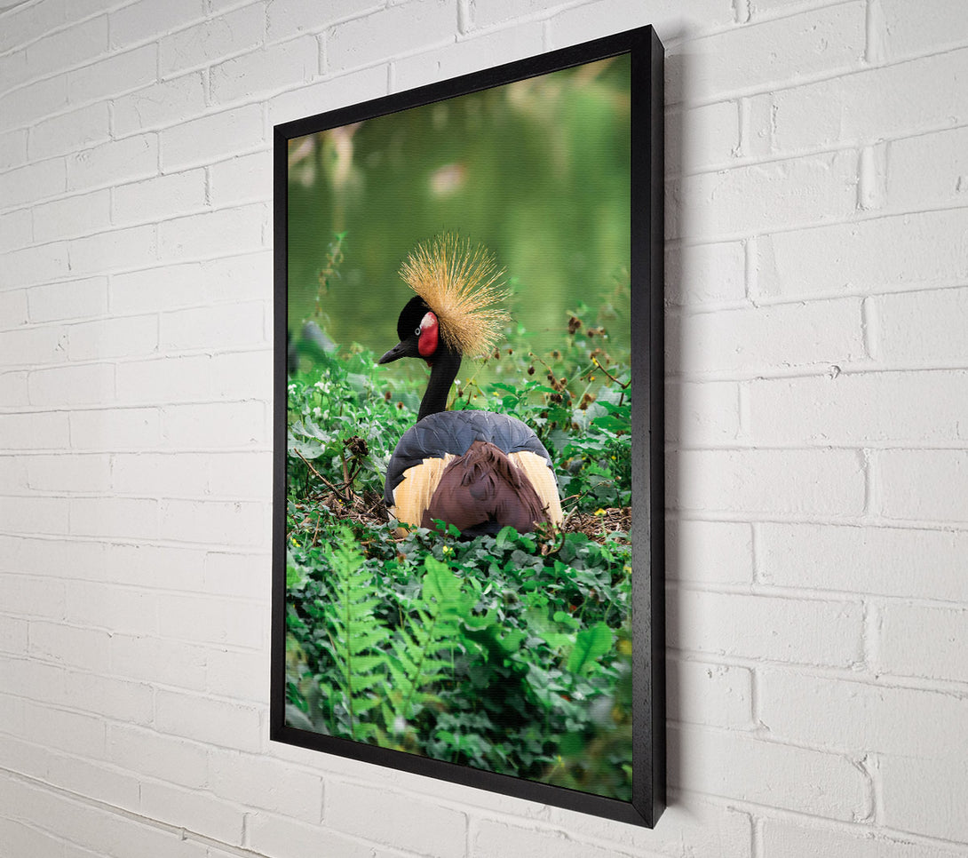  A Canvas Print of Black Crowned Crane Nest Canvas Art