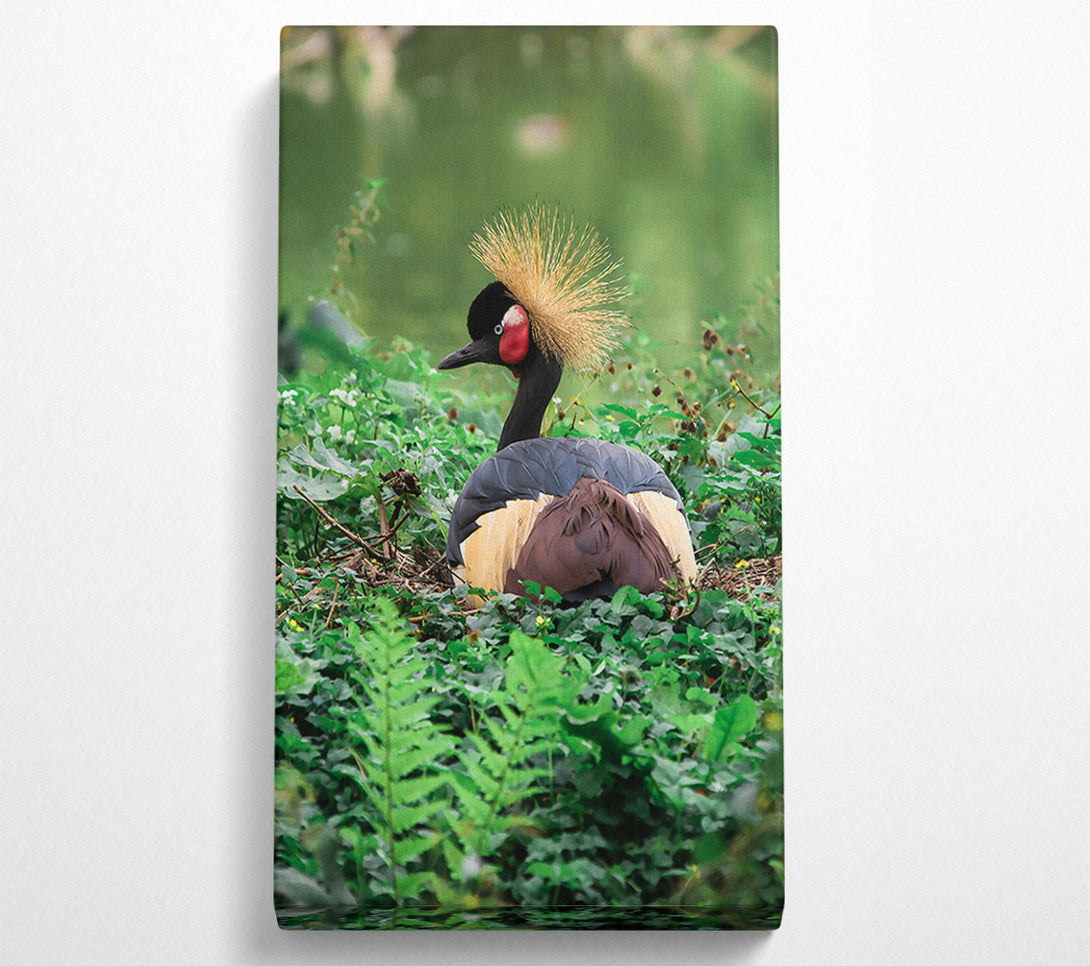  A Canvas Print of Black Crowned Crane Nest Canvas Art