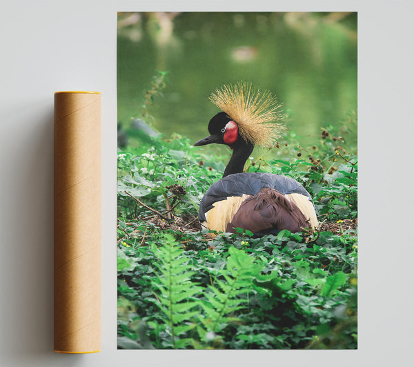 Black Crowned Crane Nest Giclee Print