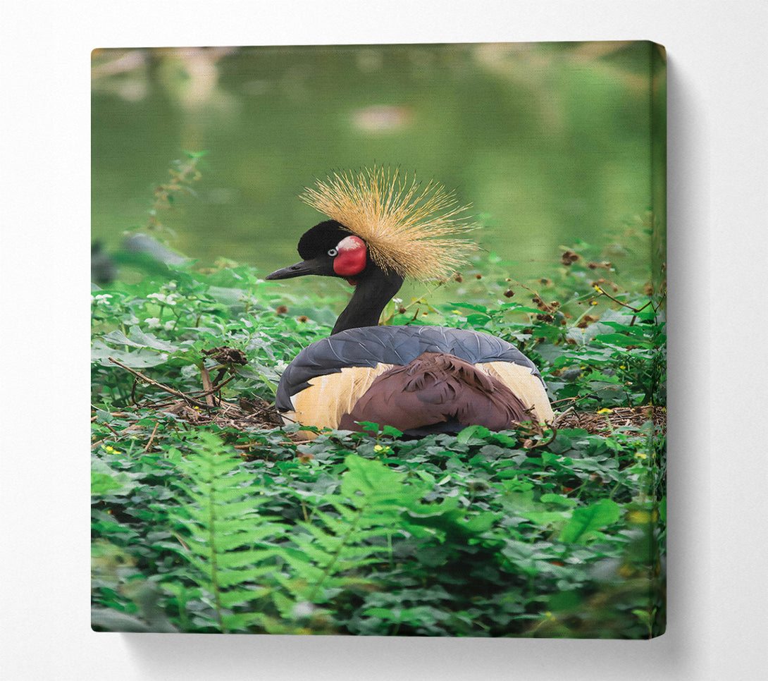  A Canvas Print of Black Crowned Crane Nest Canvas Art