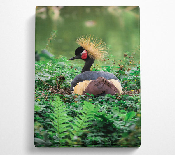  A Canvas Print of Black Crowned Crane Nest Canvas Art