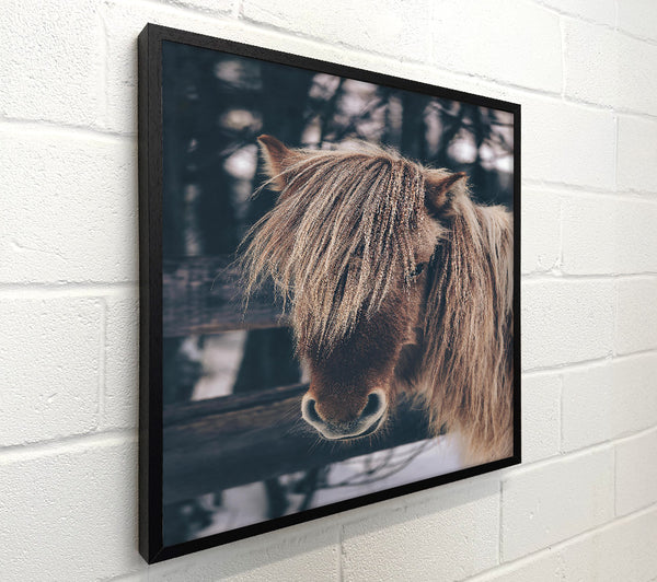 Brown Horse In Snow