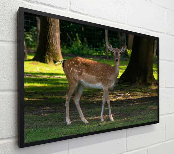 Brown Fawn In Woods