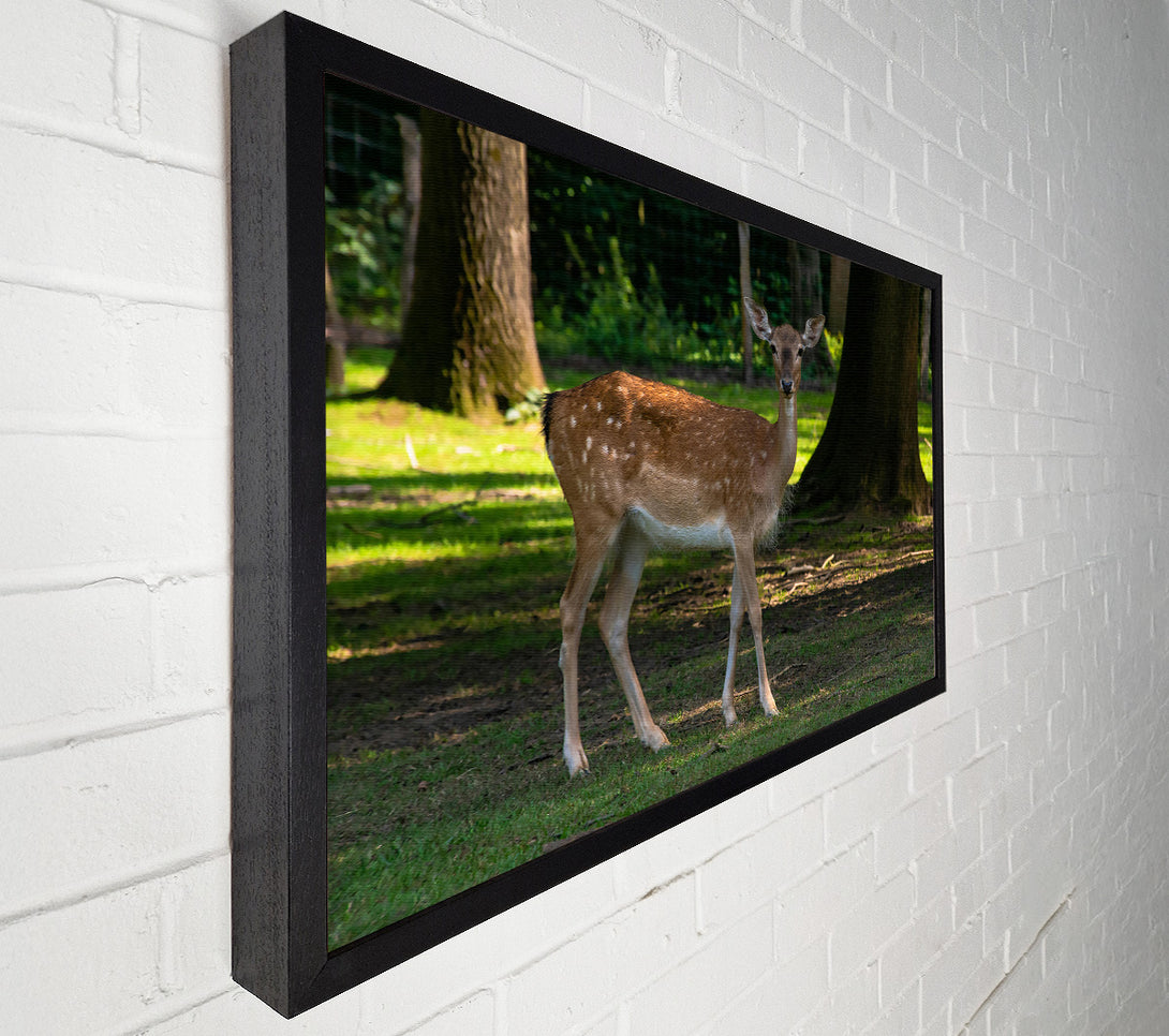  A Canvas Print of Brown Fawn In Woods Canvas Wall Art