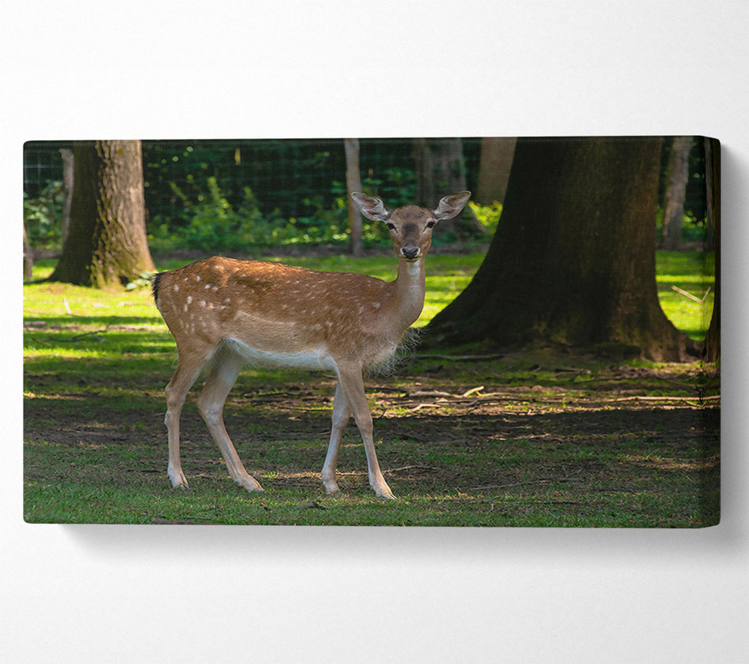  A Canvas Print of Brown Fawn In Woods Canvas Wall Art