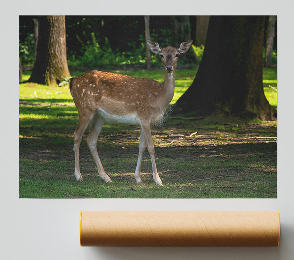 Brown Fawn In Woods Poster