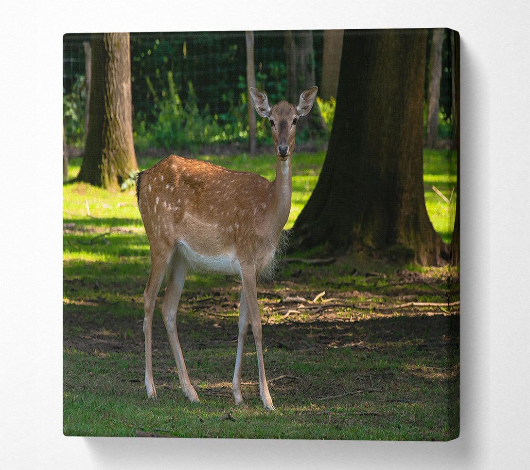  A Canvas Print of Brown Fawn In Woods Canvas Wall Art
