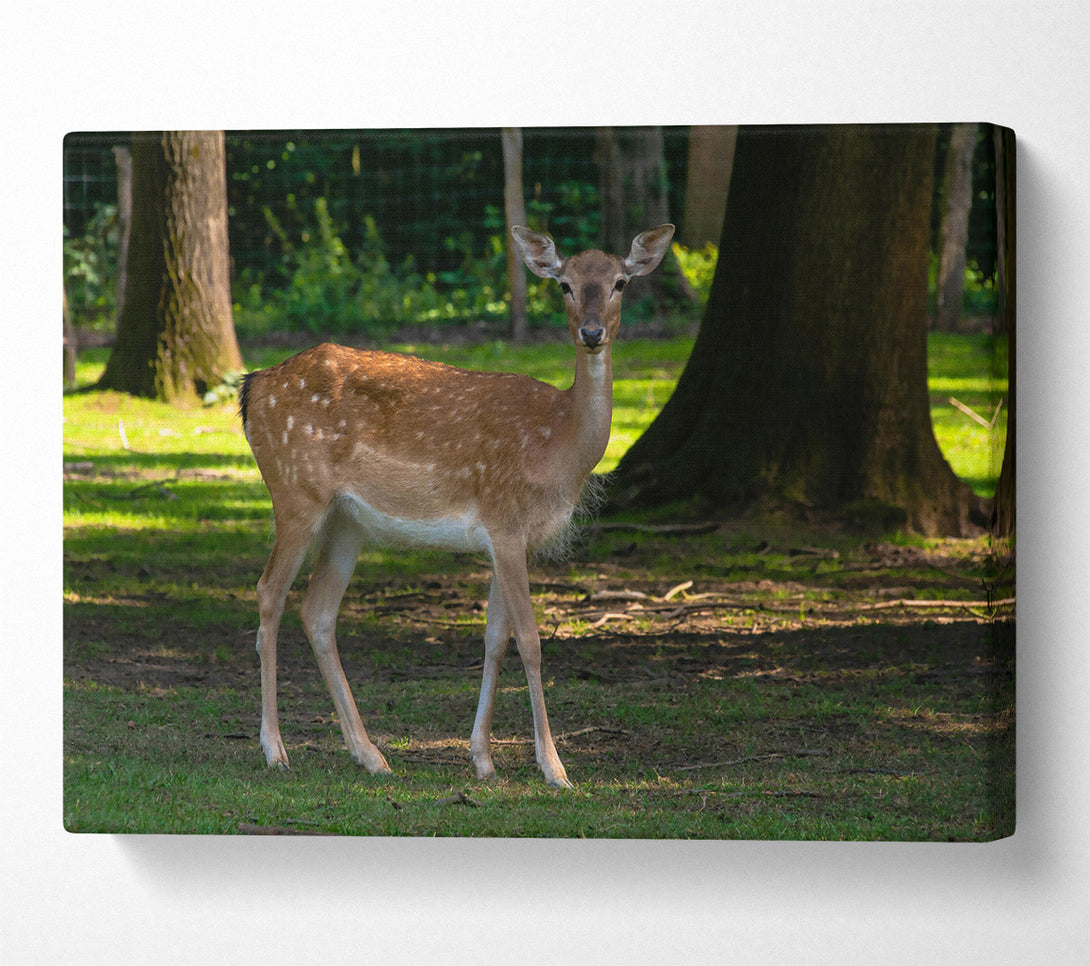  A Canvas Print of Brown Fawn In Woods Canvas Wall Art