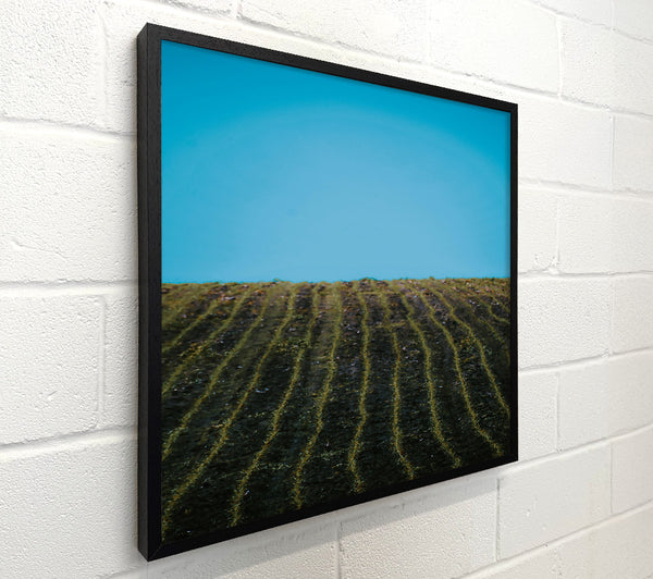 Blue Sky Rows